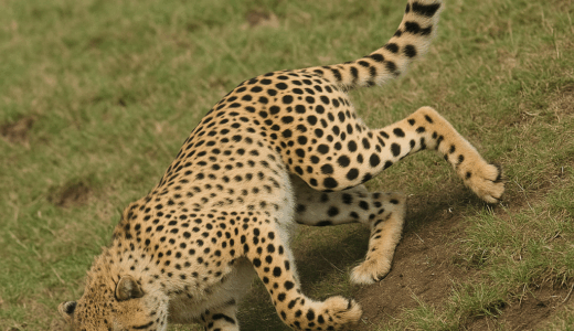 「チータが落っこちーた」
