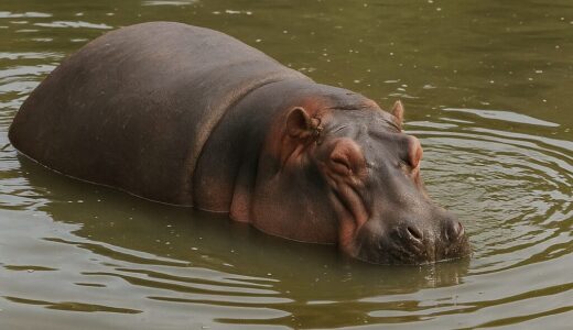 「カバが水に浮かばん」